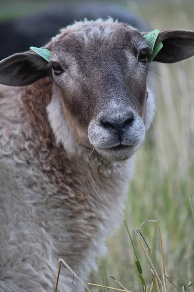 Ein Weißes Schaf Weidet Auf Der Weide Eines Bauernhofs — Stockfoto