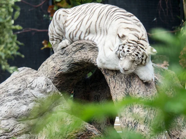Білий Смугастий Тигр Лежить Гілці Розмитим Тлом — стокове фото