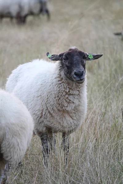 Mouton Blanc Broutant Sur Pâturage Une Ferme — Photo