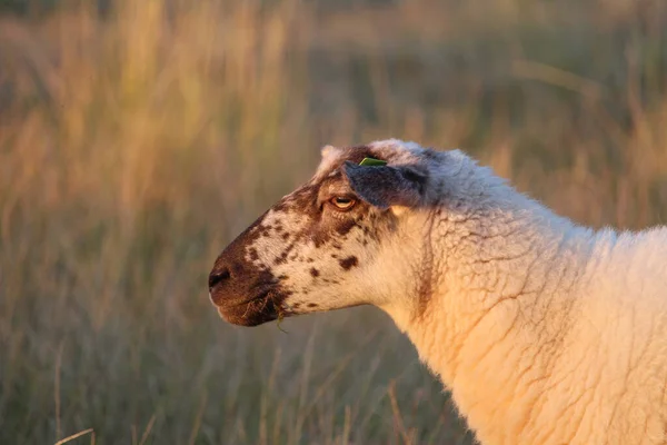 在农场的牧场上吃草的白羊 — 图库照片