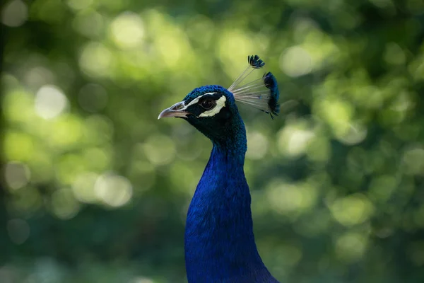 Een Close Van Een Prachtige Gewone Pauw — Stockfoto