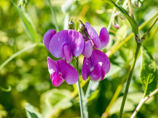 Eine Nahaufnahme Einer Blume Mit Verschwommenem Hintergrund Einem Sonnigen Tag — Stockfoto