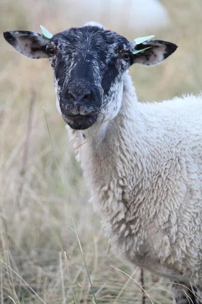 Ein Weißes Schaf Weidet Auf Der Weide Eines Bauernhofs — Stockfoto