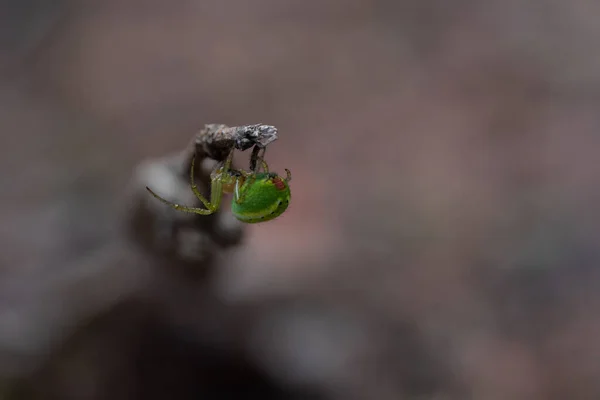 Μια Μακροεντολή Μιας Πράσινης Αράχνης Θολή Φόντο — Φωτογραφία Αρχείου