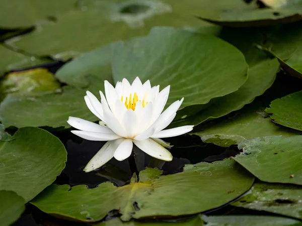 Closeup White Flower Blurred Background — Stock Photo, Image