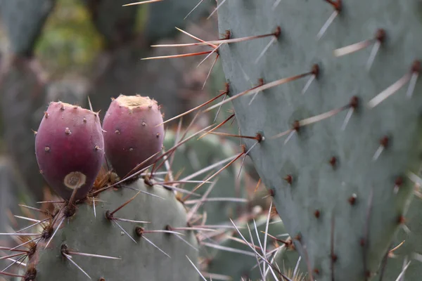 Een Close Van Cactusplanten Tuin — Stockfoto