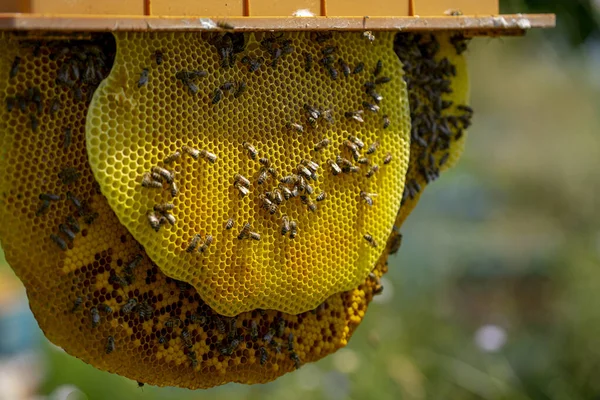 Eine Selektive Fokusaufnahme Eines Bienenpakets — Stockfoto