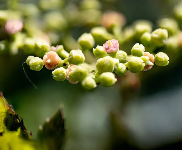 Gros Plan Une Fleur Avec Fond Flou Par Une Journée — Photo