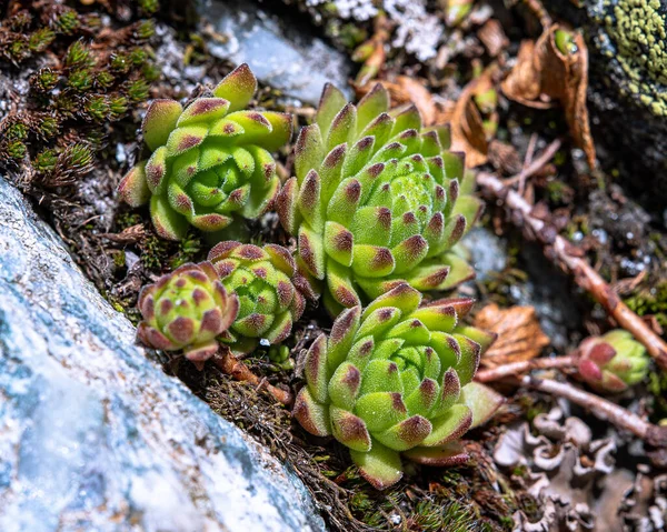 植えられた家探しの植物の閉鎖 — ストック写真