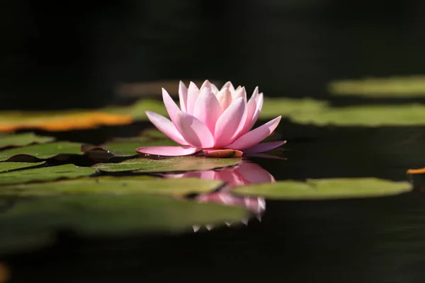 Lys Rose Fleur Eau Lotus Feuilles Vertes Dans Étang Lac — Photo