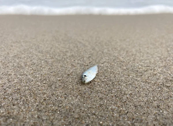 ビーチに漂着した小さなサバの魚の選択 — ストック写真