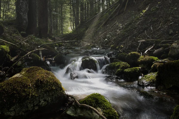 Krásný Záběr Řeky Thickém Lese — Stock fotografie