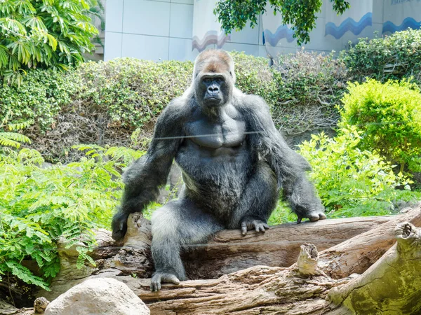 Grand Gorille Assis Avec Fond Flou — Photo
