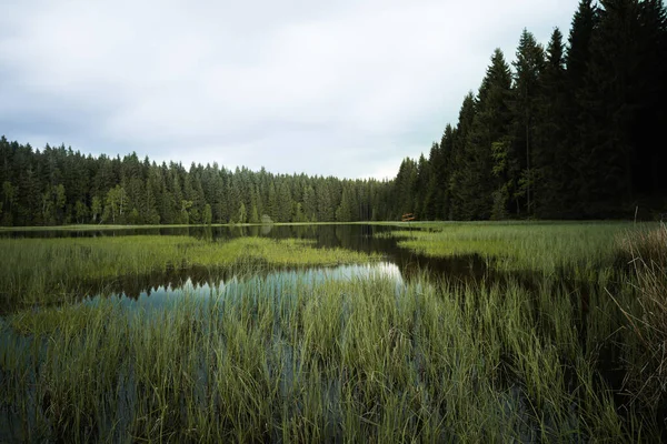 Bonito Lago Floresta Cana Verde Fresco Frente Proveniente Arredondado Por — Fotografia de Stock