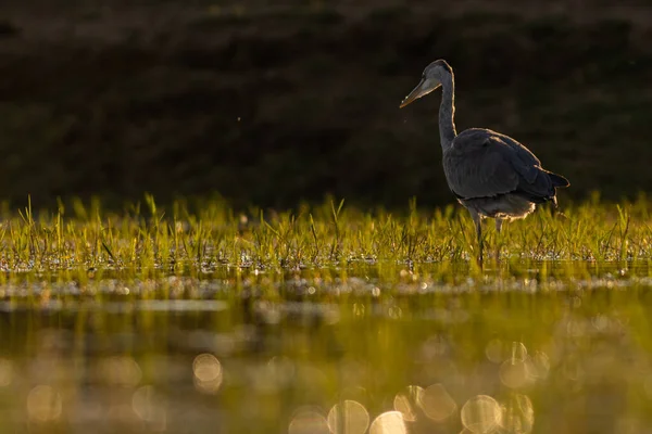 Una Garza Azul Posada Estanque —  Fotos de Stock