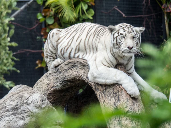 Ein Weißer Gestreifter Tiger Liegt Auf Dem Ast Mit Dem — Stockfoto