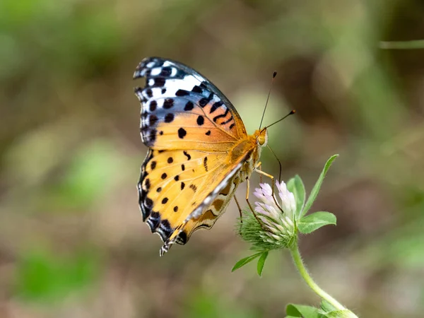 Gros Plan Papillon Coloré Assis Sur Une Fleur Avec Fond — Photo