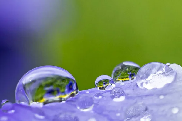 Selektiv Fokus Skott Vattendroppar Reflekterande Blå Iris Blommor — Stockfoto