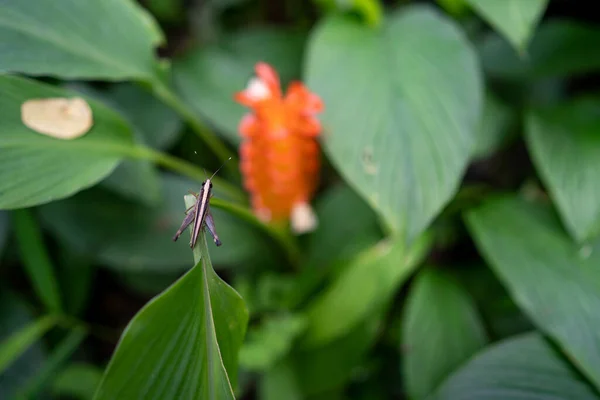 Closeup Shot Brown Grasshopper Plant — Stock Photo, Image