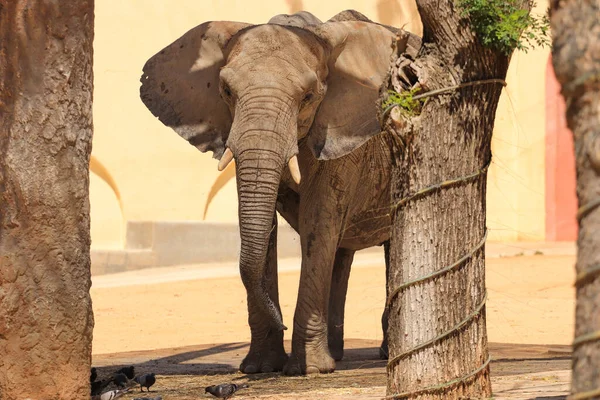 Éléphant Afrique Derrière Arbre Dans Savane — Photo