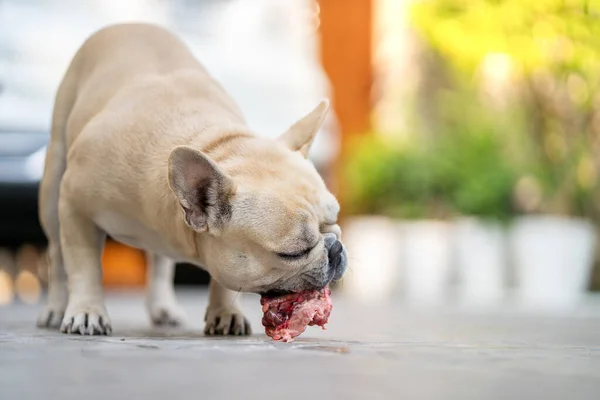 Primer Plano Bulldog Francés Hambriento Comiendo Carne — Foto de Stock