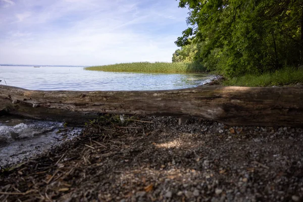 Grande Tronco Árvore Costa Lago Constança Suíça — Fotografia de Stock