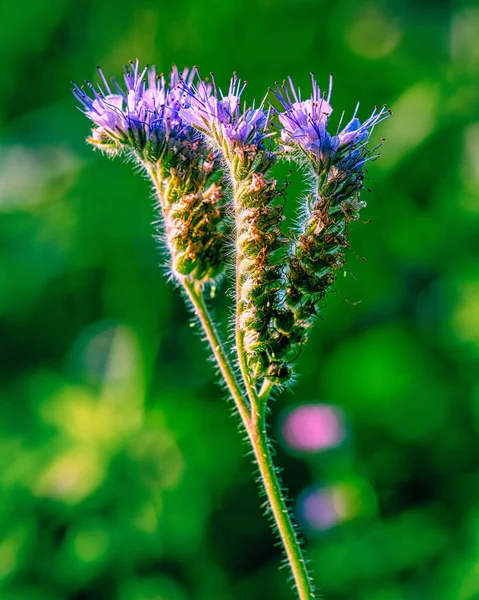 Gündüz Vakti Açık Havada Dantelli Bir Çiçeğin Dikey Çekimi — Stok fotoğraf
