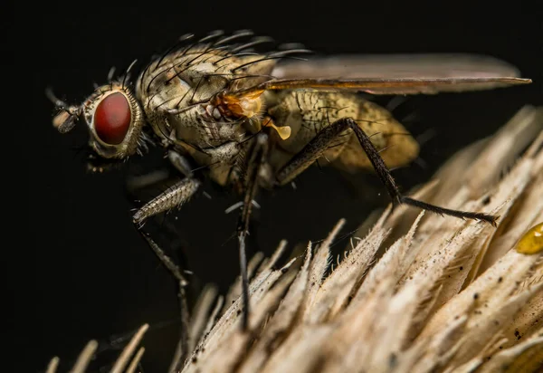 Makroaufnahme Der Details Einer Diptera Fliege Einer Pflanze — Stockfoto