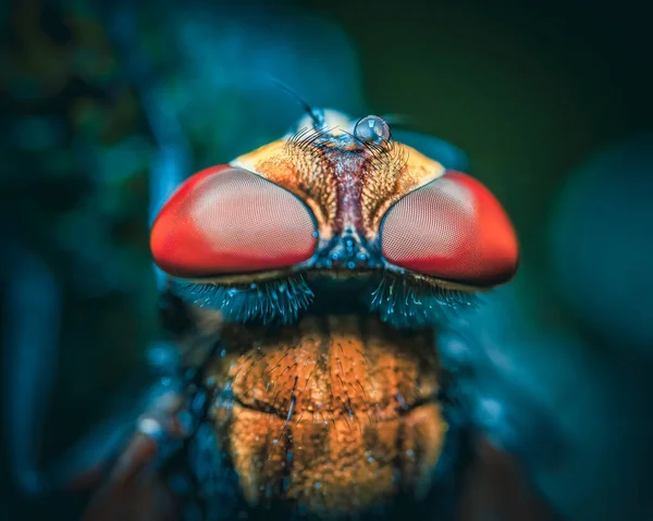 Μια Μακροσκοπική Εικόνα Των Λεπτομερειών Μιας Μύγας Diptera — Φωτογραφία Αρχείου