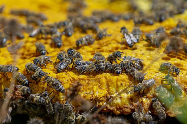 Méhek Szelektív Fókuszálása Méhsejtszerkezetre — Stock Fotó