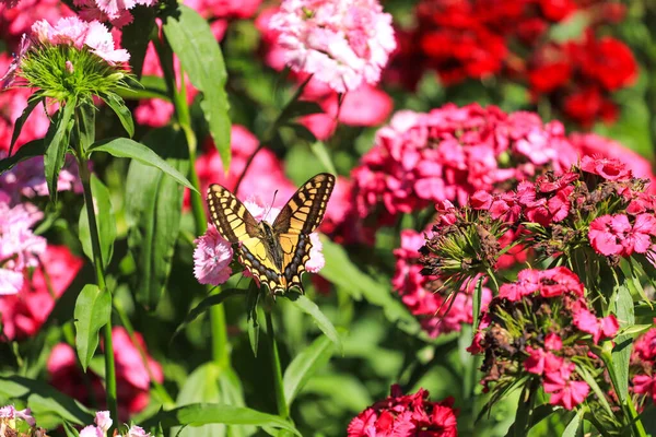 Çiçek Açan Kelebek Yeşil Çayırdaki Pembe Çiçek — Stok fotoğraf