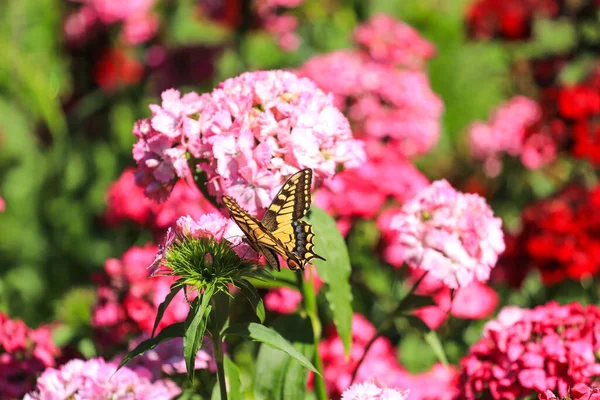Motyl Kwiat Różowy Kwiat Zielonej Łące — Zdjęcie stockowe