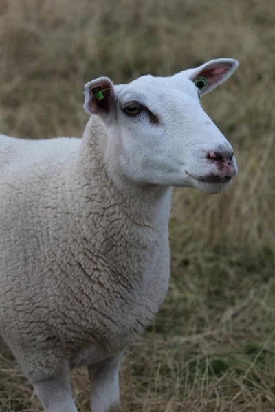 Una Oveja Blanca Pastando Pasto Una Granja — Foto de Stock