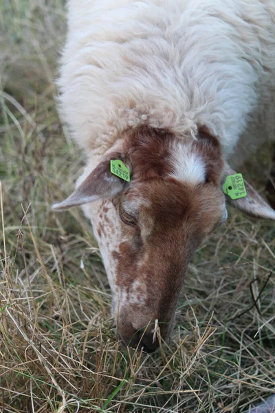 Ein Weißes Schaf Weidet Auf Der Weide Eines Bauernhofs — Stockfoto