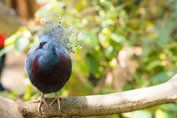 Een Kleurrijke Exotische Papegaai Zoek Naar Camera Met Wazige Achtergrond — Stockfoto