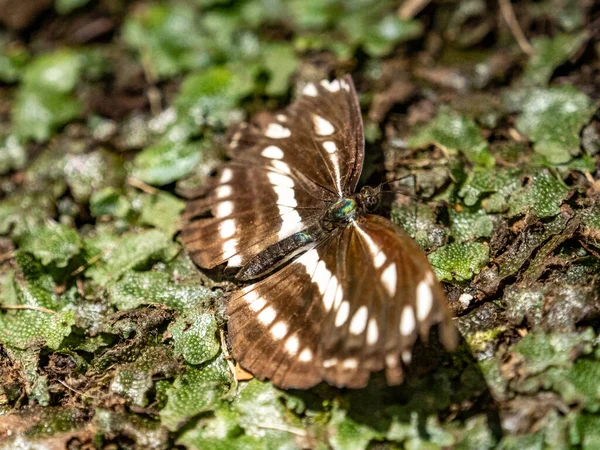 Gros Plan Papillon Brun Blanc Assis Sur Sol Avec Fond — Photo