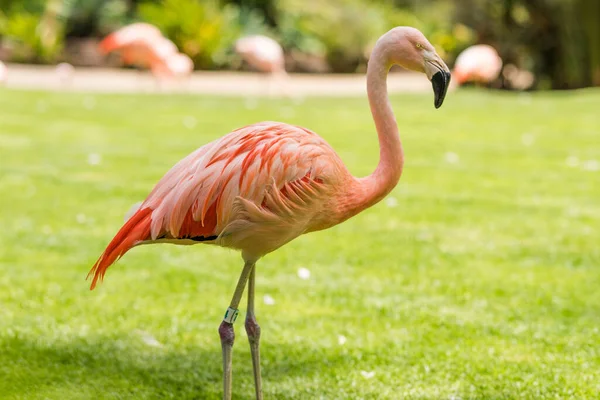 Pink Flamingo Standing Light Green Lawn Others Blurred Background — Stock Photo, Image
