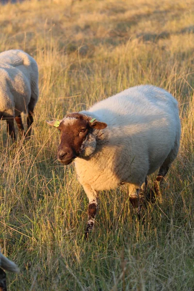 Una Oveja Blanca Pastando Pasto Una Granja — Foto de Stock