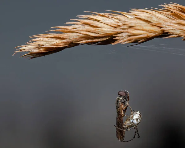 Uma Aranha Segurando Uma Mosca Sua Teia Perto Uma Planta — Fotografia de Stock