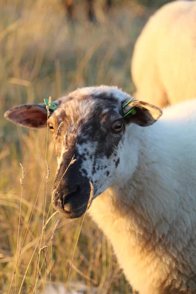 Ein Weißes Schaf Weidet Auf Der Weide Eines Bauernhofs — Stockfoto