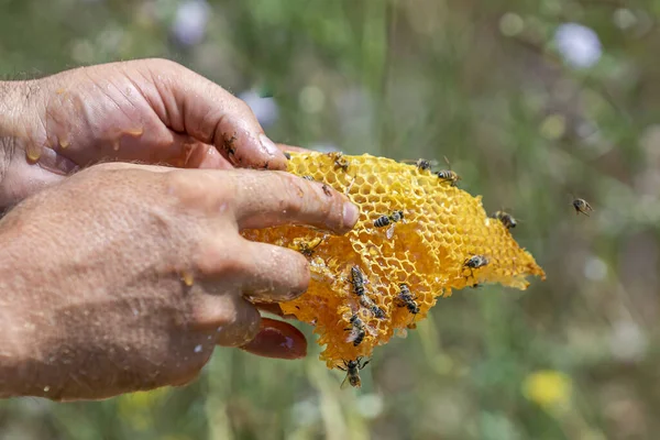 Eine Selektive Fokusaufnahme Einer Hand Die Eine Wabe Mit Bienen — Stockfoto