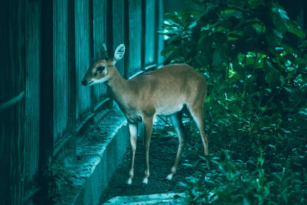 動物園の中の若い鹿 — ストック写真