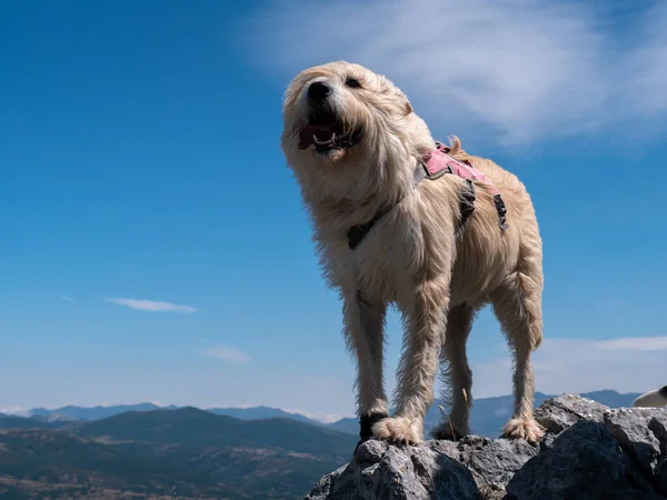 Cão Pastor Basco Topo Uma Colina Rochosa — Fotografia de Stock