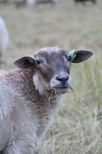 Uma Ovelha Branca Pastando Pasto Uma Fazenda — Fotografia de Stock