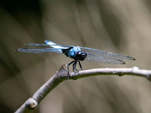 Closeup Blue Dragonfly Sitting Leaf Blurred Background — Stock Photo, Image