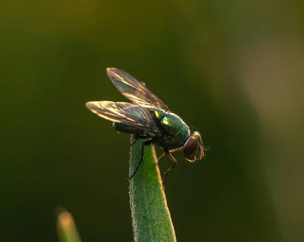 Una Macro Toma Los Detalles Una Mosca Diptera Una Planta —  Fotos de Stock