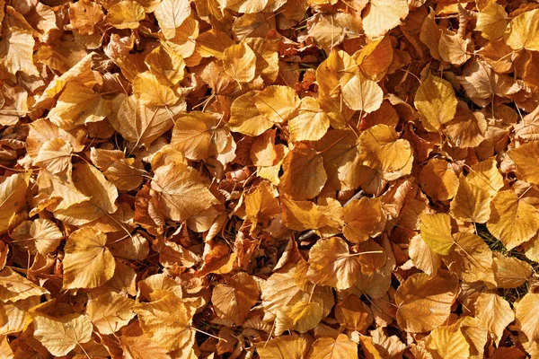 Eine Nahaufnahme Von Abgefallenen Gelben Trockenen Blättern Unter Dem Sonnenlicht — Stockfoto