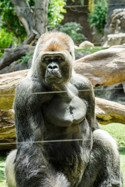 Grande Gorilla Scimmia Seduta Con Uno Sfondo Sfocato — Foto Stock