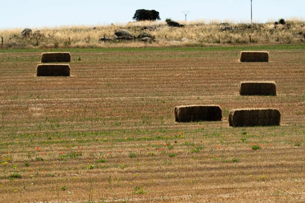 Hasattan Sonra Tarlada Toplanan Samanlarla Tarımın Yüksek Açılı Görüntüsü — Stok fotoğraf