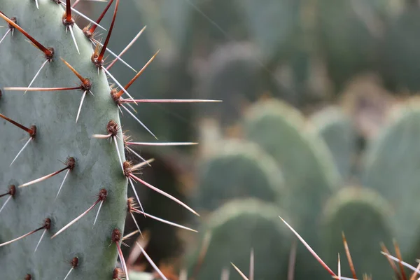 Närbild Kaktusväxter Trädgården — Stockfoto